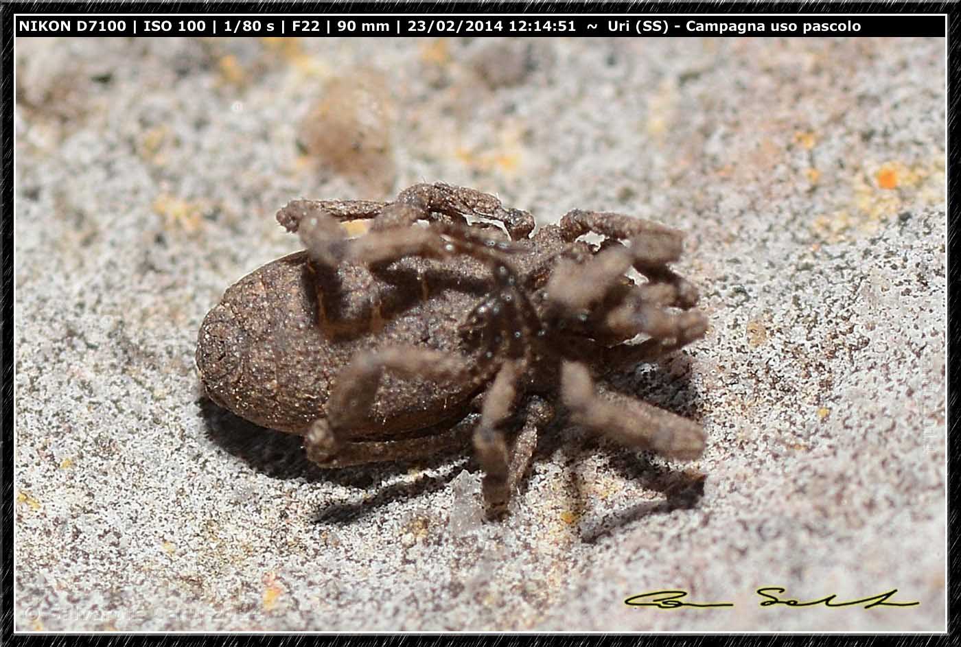 Anelasmocephalus brignolii, Trogulidae da Uri (SS)